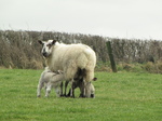 SX17190 First winter lambs.jpg